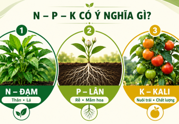 NPK là gì? Cách đọc chỉ số NPK và chọn đúng phân cho từng giai đoạn của cây